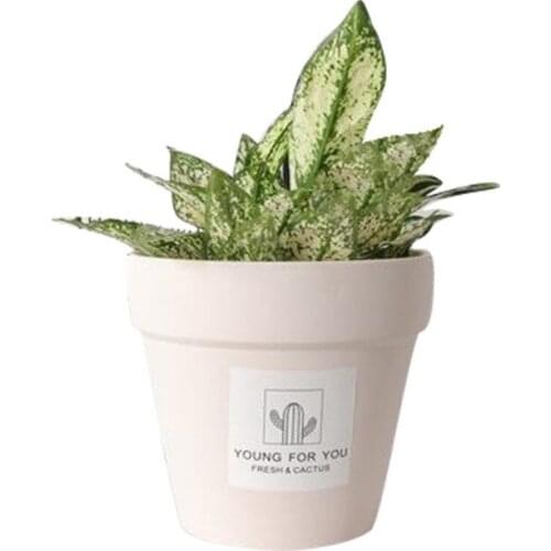 Succulent macetero bonsai pot de fleur bloempot flowerpot maceteros pots for flowers