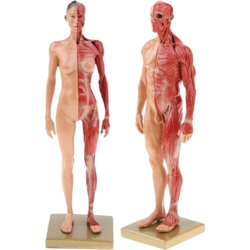 2pcs 30cm Man Woman Muscle Structure Model Human Organ Anatomical Model for School Teaching Tool Learning Display Lab Supplies