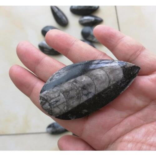 AAAAA++ 1PC rare Natural Trilobite fossil Cluster Specimen free shipping