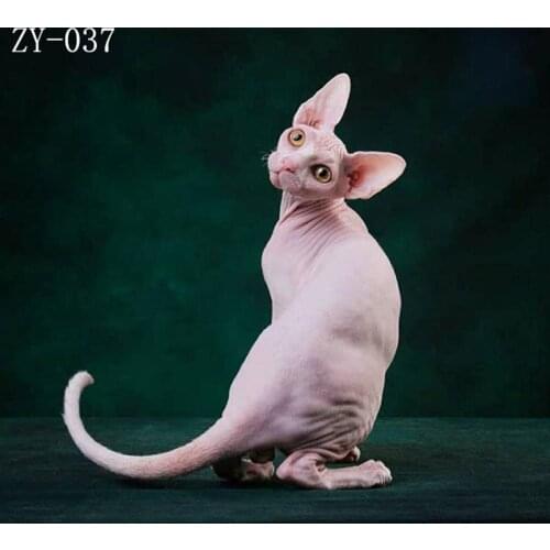 DAWNKNOW Pet Cat Photography Background Backdrop Uniquely Texture Oil Painting Pro Tie-Dyed Muslin Shoot Photo Studio 2x3M