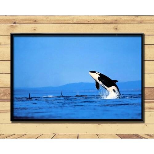 Orca Ferocious Marine Animal (2) Wall Posters Prints Silk Art Painting For Home Wall Bedroom Decor