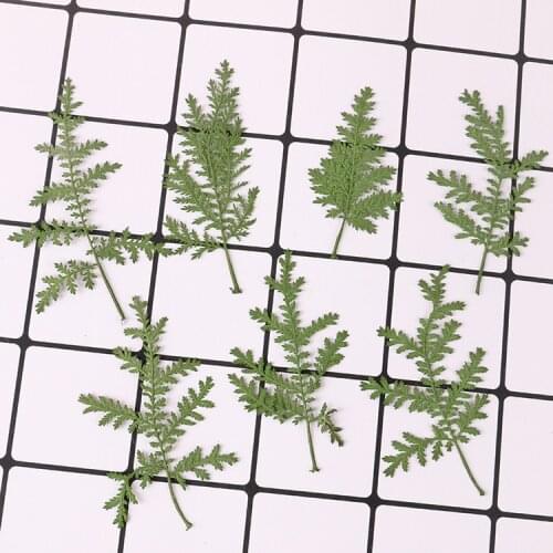 12PCS 5-7 cm Pressed Dried Natural pine Leaves Plant Herbarium For DIY Jewelry Art Craft Supply Pressed Leaf flowers