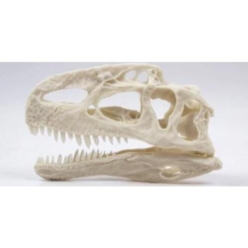 Skull model simulation dinosaur fossil skull Tyrannosaurus rex velociraptor fossil Resin model free shipping