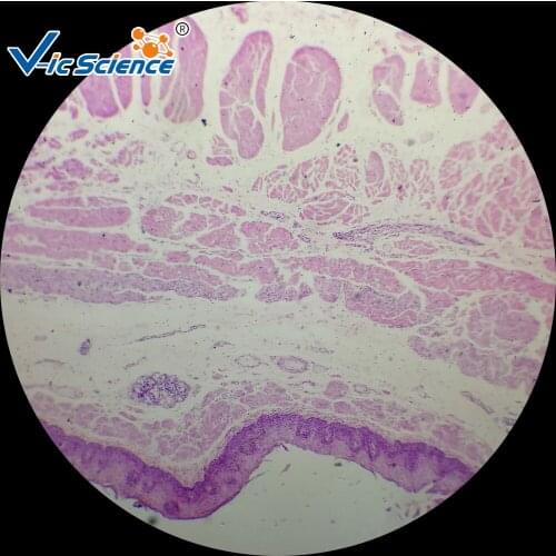 Mircroscope prepared slides for Human Histology Slides 50PCS