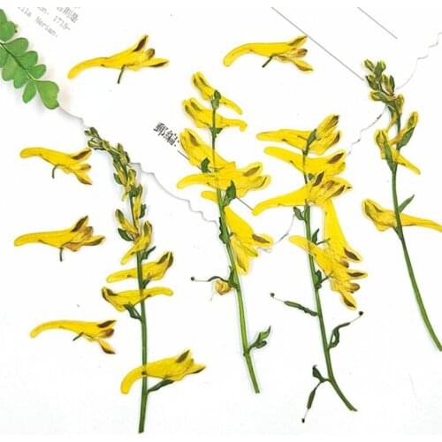 100pcs Pressed Dried Corydalis Pallida Flower Plant Herbarium For Jewelry Postcard Invitation Card Phone Case Bookmark DIY