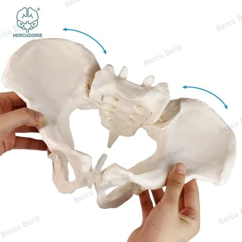 HERCUDORIE Anatomical Models