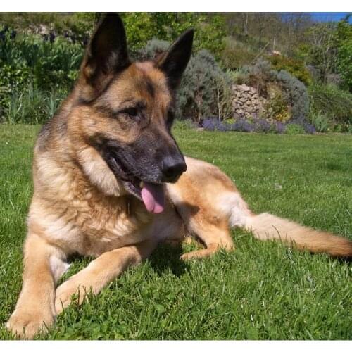 DIY Diamond Painting Decorative Painting Rhinestone Mosaic 5D Cross Stitch Embroidery Dog Full Square/round Drill Handcraft