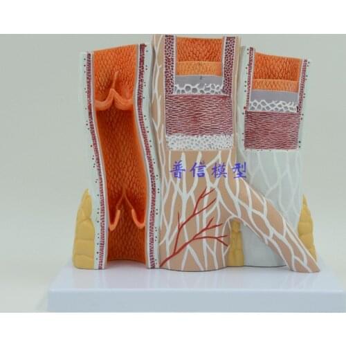 Free shipping&Arteriovenous model.The model of the blood vessels.The artery vein model.the vascular anatomy model