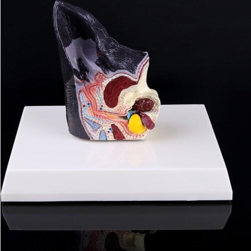 Dog Ear Lesion Animal Anatomical Model Veterinary Science Aids Teaching Pet Canine Research