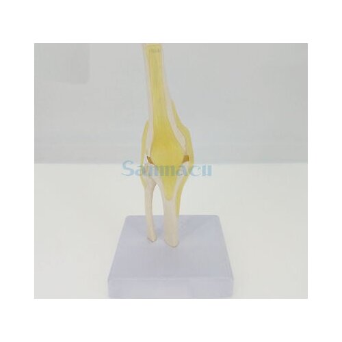 1/2 Life Size Knee Joint Anatomical Model Skeleton Human Medical Anatomy for Medical Science Teaching