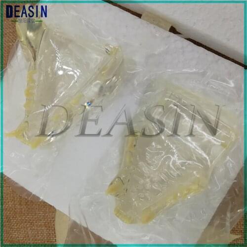 Dental Teaching Model Cat Tooth Model Catamount cats teeth Dentition Model