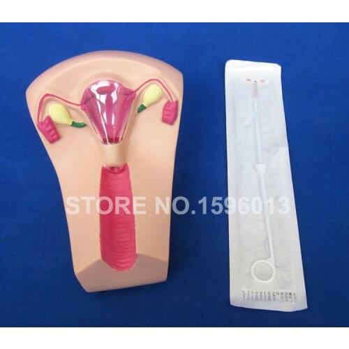 Female Intrauterine Contraceptive Device Model, IUD Training Simulator