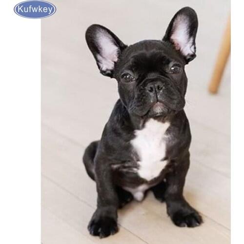 Bulldog,Full,Diamond Embroidery,5D,Diamond Painting Bulldog Dog Cross Stitch dog 3D,Diamond Mosaic patterns,Needlework,Christmas