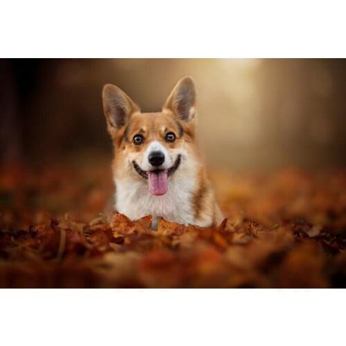 Cute Short Legs Corgi Dog Style Posters Wall Art Decor Picture Modern Home Decor Room Decoration Quality Canvas Poster Painting