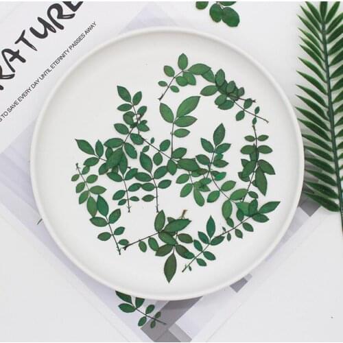60pcs Pressed Dried RoseLeaf leaves Flower Plants Herbarium For Jewelry Making Postcard Frame Phone Case Face Makeup Craft DIY