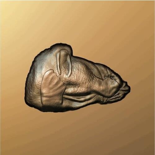 3d model relief for cnc in STL file walrus