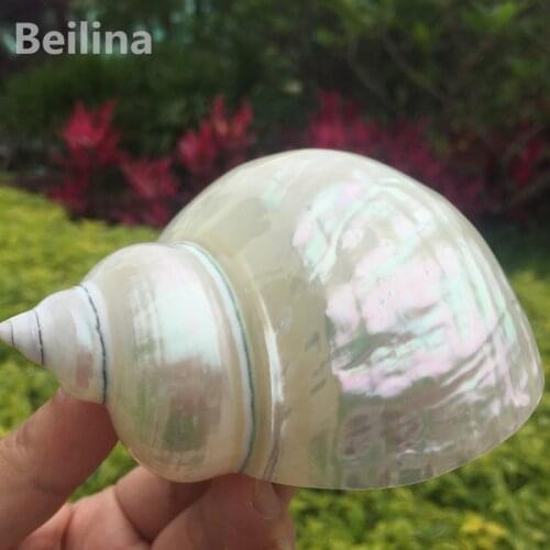 Night Conch Natural shell Conch Fish Tank Aquarium Landscaping DIY Home Decoraition Pieces Collection Specimens Ornaments Gifts