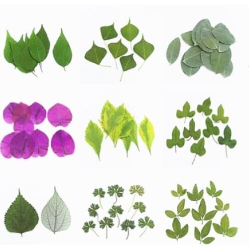 12pcs Pressed Dried Flower Natural Leaf Handmade Herbarium For Bookmar Epoxy Resin Jewelry Making Makeup Face Nail Art Craft DIY