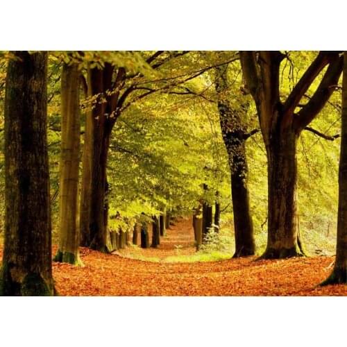 Autumn Forest Art Film Print Silk Poster Home Wall Decor 24x36inch