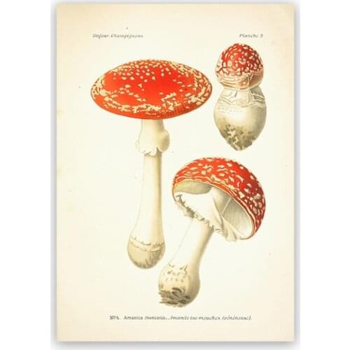 Vintage Mushroom Botanical Posters and Prints Atlas of Edible and Poisonous Mushrooms Plants Kraft pape Retro Poster