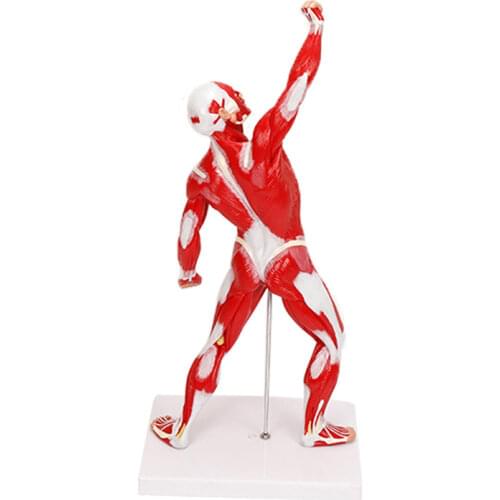 BIX-A1032 Human Superficial Motion Muscles Model Aids WBW425