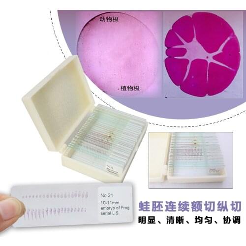 28 PCS Professional Amphibians Frog Embryology Teaching Study Prepared Tadpole Development Continuous Slices Microscope Slides
