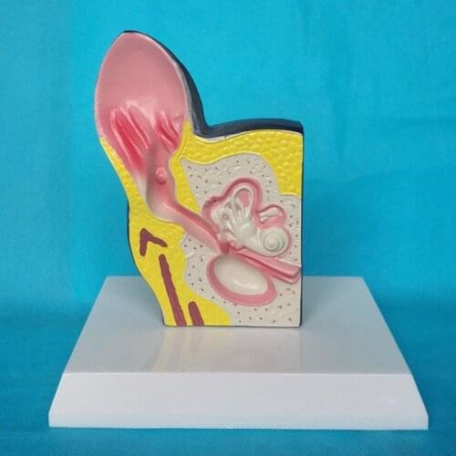 Dog Ear Anatomical Model Animal Anatomy Teaching Veterinary Equipment Explanation Display