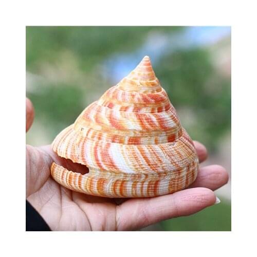 Natural Seashell Conch Red Wengrong Snail Specimen Snail Aquarium Fish Tank Landscape Rare Collection Home Decoration