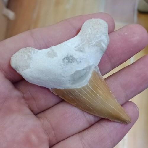 DHXYZB 50-60mm Large size Natural Shark Tooth Fossil raw stone and Crystal fossil specimen reiki healing