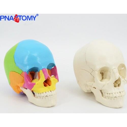22 parts colored 1:1 life size human detachable skull model head anatomy assembly medical teaching tool dentist used oral cavity