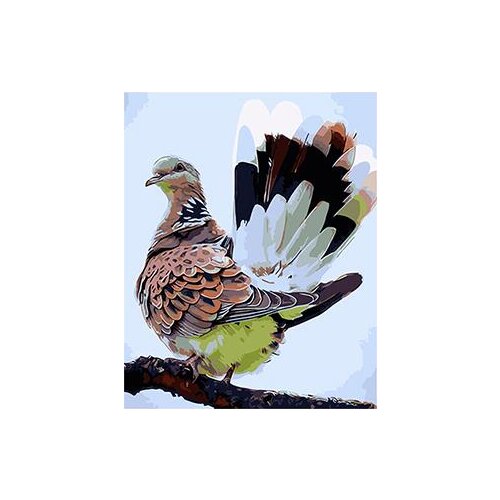 MaHuaf-X881 beautiful pigeon animal painting 40x50 Framed DIY oil painting by numbers on canvas hand painted picture home decor