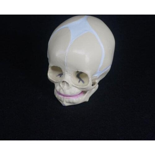 Human Fetal Baby Infant Medical Anatomical Skull Model For Art Sketch High Simulation