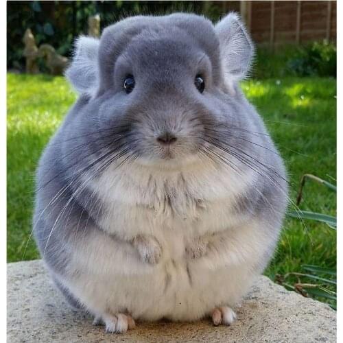 Chinchilla lanigera animal diamond painting full square Diamond embroidery 3d Cross Stitch Kit mosaic pet,diy paintings FG1893