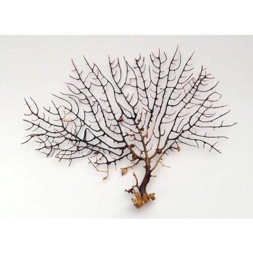 Free Shipping(1pcs/lot)Home Decoration Natural Conch Sea Hornbeam Wedding Platform Decorate Aquarium Landscaping sea tree
