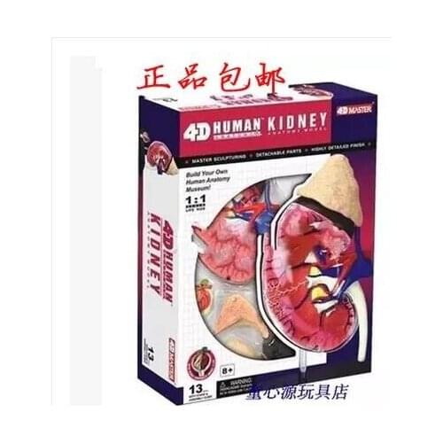 4D MASTER Puzzle assembly Human assembled model medical teaching Kidney Model free shipping