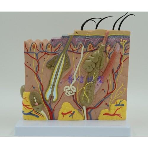 Free shipping&stereoscopic skin model,70 fold model of skin tissue structure ,Medical anatomy model