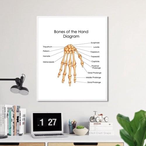 Hand Bones Diagram Prints Medical Education Chart Poster Doctor Office Wall Decor Biology Medicine Student Gift Canvas Painting