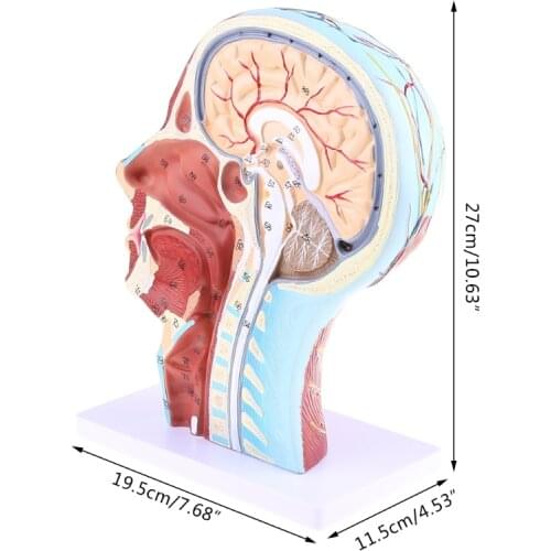 Human Anatomical Half Head Face Anatomy Brain Neck Median Section Study Model Nerve Blood Vessel For Teaching