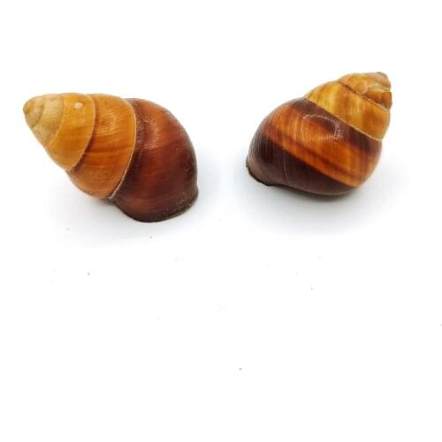 2 Pcs Natural snail Seashell Chocolate Color Kids Toys Home Decoration Photography Props