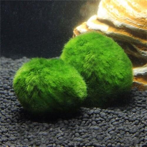 3-4cm Green Marimo Moss Ball Cladophora Live Aquarium Plant Fish Aquarium Decor