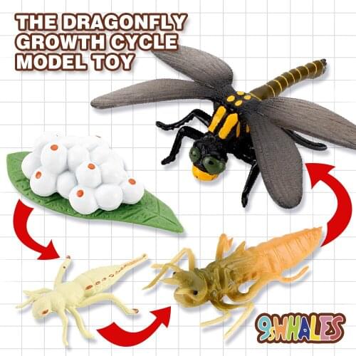 Educational Model Toy Simulation Animals PVC Dragonfly Growth Cycle Scene Design Simulation Powder Toy Decoration Gift