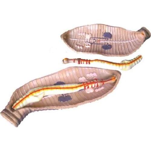 SM10221 3221 earthworm anatomical model