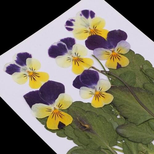12x Pressed/Dried Flower Pansy Flowers For DIY Scrapbooking Card Arts Crafts