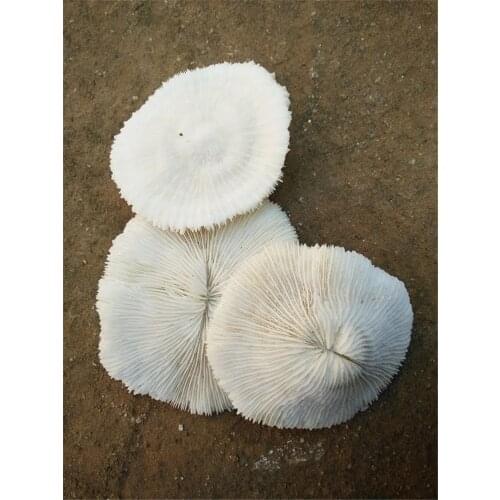 New Rare Natural Mushroom Coral Aquarium Fish Tank Ornaments Landscape Ocean Corals Decration Natural Conch Shells