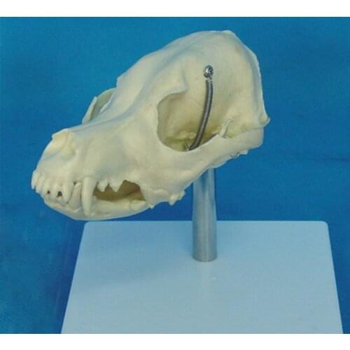 Dog skull model animal skeleton model skull veterinary teaching model pvc