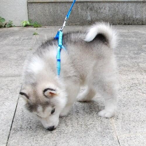 Pet Dog Twinkle Star Harness and Leash Set Summer Chihuahua Fashion Harness for Small Dog Adjustable Walking Puppy Accessory