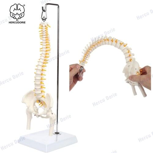 45cm Miniature Spine Anatomy Model, 15.5" Mini Vertebral Column Model Details Vertebrae, Spinal Nerves, Lumbar & Pelvis, Include