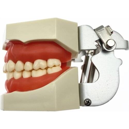 Dentl Implant Practice Model Dental Teeth Models M2002