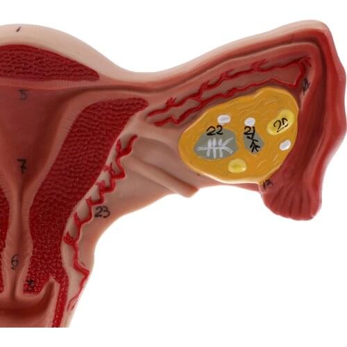 1:1 Human Female Uterus Ovary Fallopian Tubes Model Biology Study Display Laboratory Ornament
