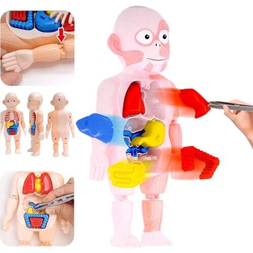 Children Montessori DIY Puzzle Human Body Anatomy Toy Educational Learning Assembled Body Organ Medical Teaching Tools For Kids